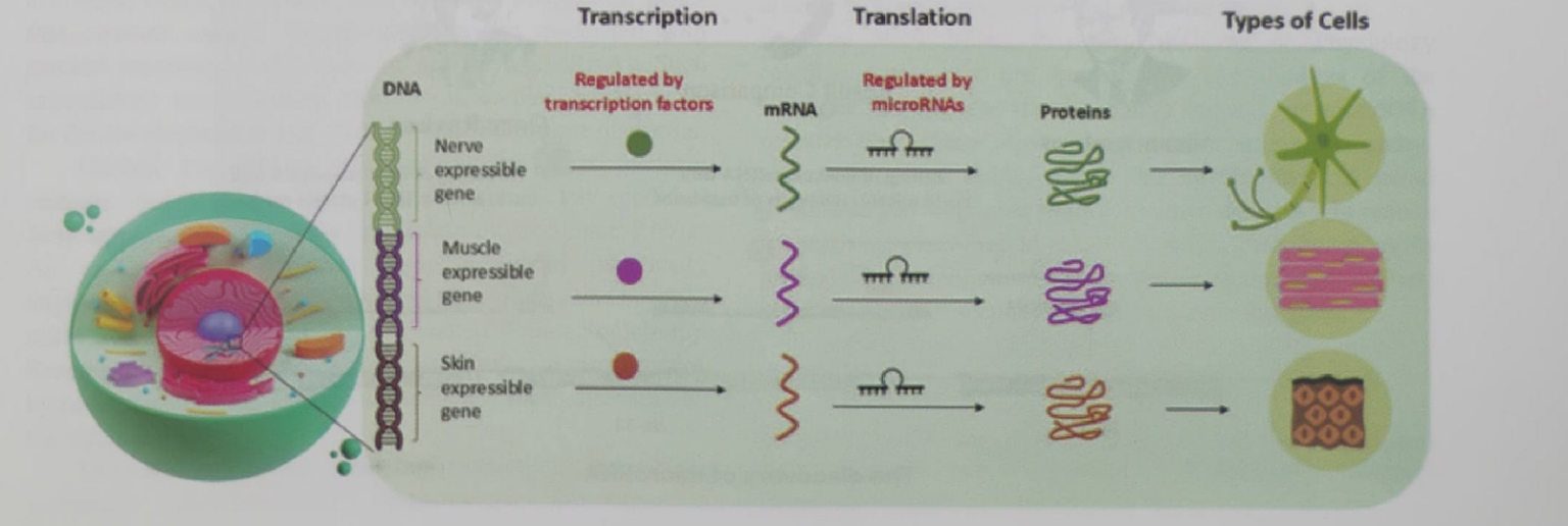 SCIENCE REPORTER SUMMARY: DECEMBER 2024 - 99Notes