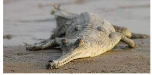 About Gharial It Is A Freshwater Crocodile Belonging To The Crocodylia Order And Crocodylidae Family