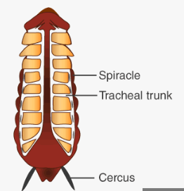 Life Processes | Updated July 8, 2025 Cockroach