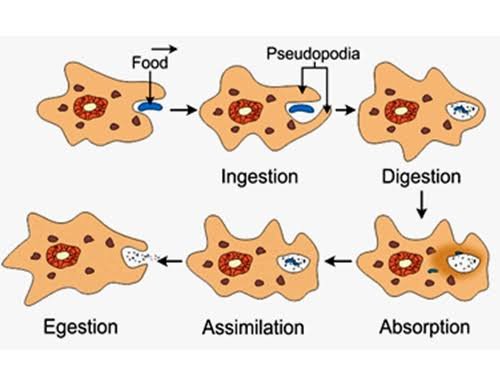 Life Processes | Updated July 8, 2025 Digestion In Amoeba
