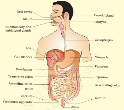 Life Processes | Updated July 8, 2025 Digestion In Humans