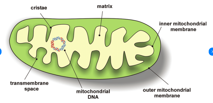Cells | Updated July 8, 2025 Mitochondria