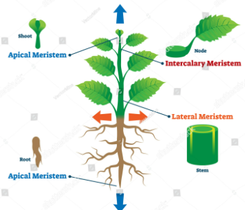 Tissues | Updated July 8, 2025 Plant Tissues