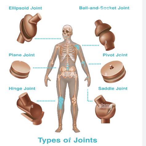 Life Processes | Updated July 8, 2025 Types Of Joints