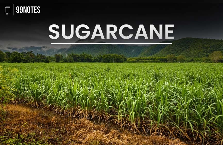 Sugarcane