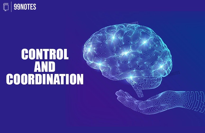 Control And Coordination