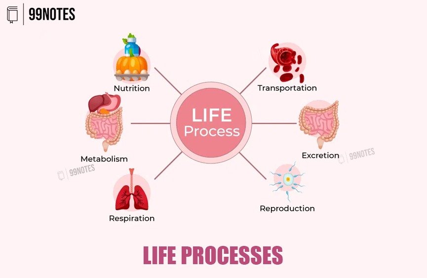 Life Processes