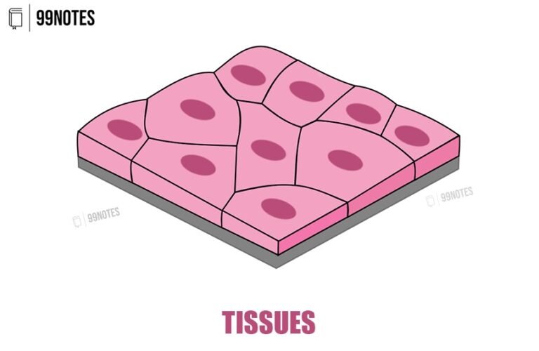 Tissues